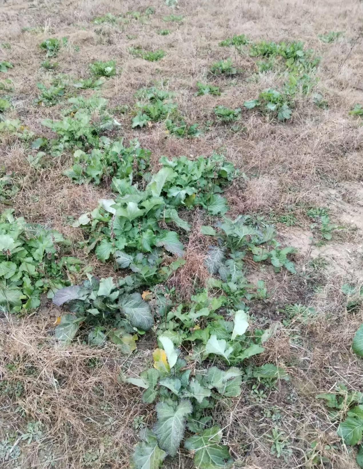 这个到底是啥子菜哟！有点像芥菜、又有点像雪里蕻、还有点像萝卜叶感觉用来做酸菜