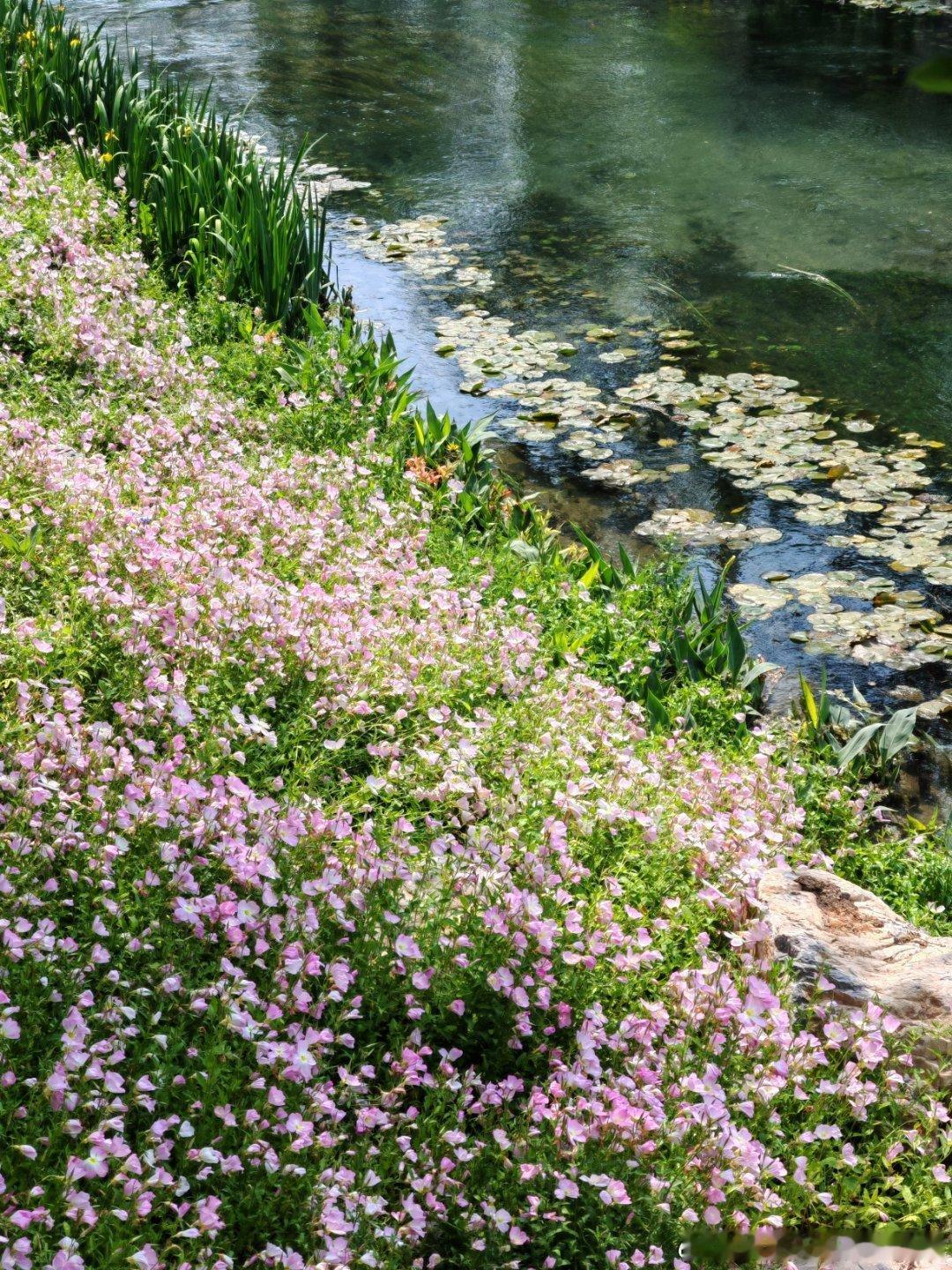 水滨粉色迷梦：绝美的月见草花海，美的像油画一般地点：南旱河海淀滨水长廊赏花好看