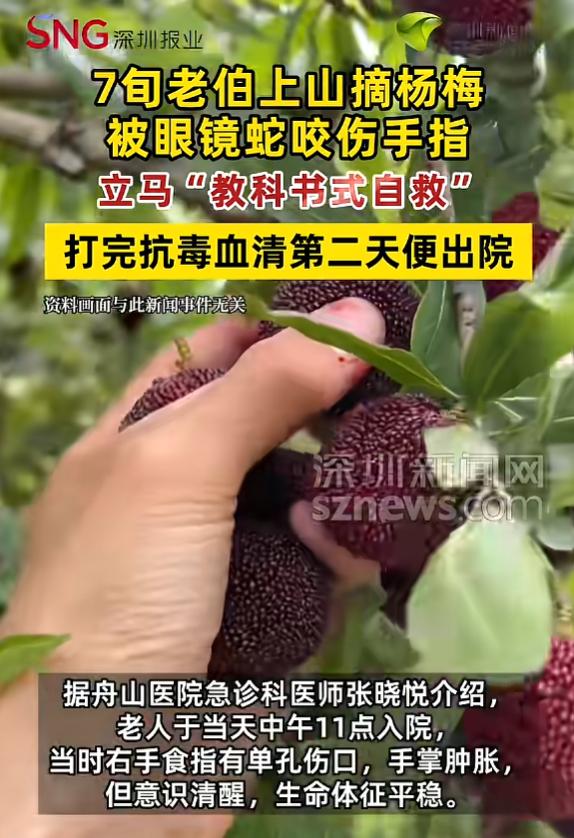 “太机智了！”7月12日报道，浙江舟山，一老伯上山摘杨梅，不料被舟山蛇咬伤手指，