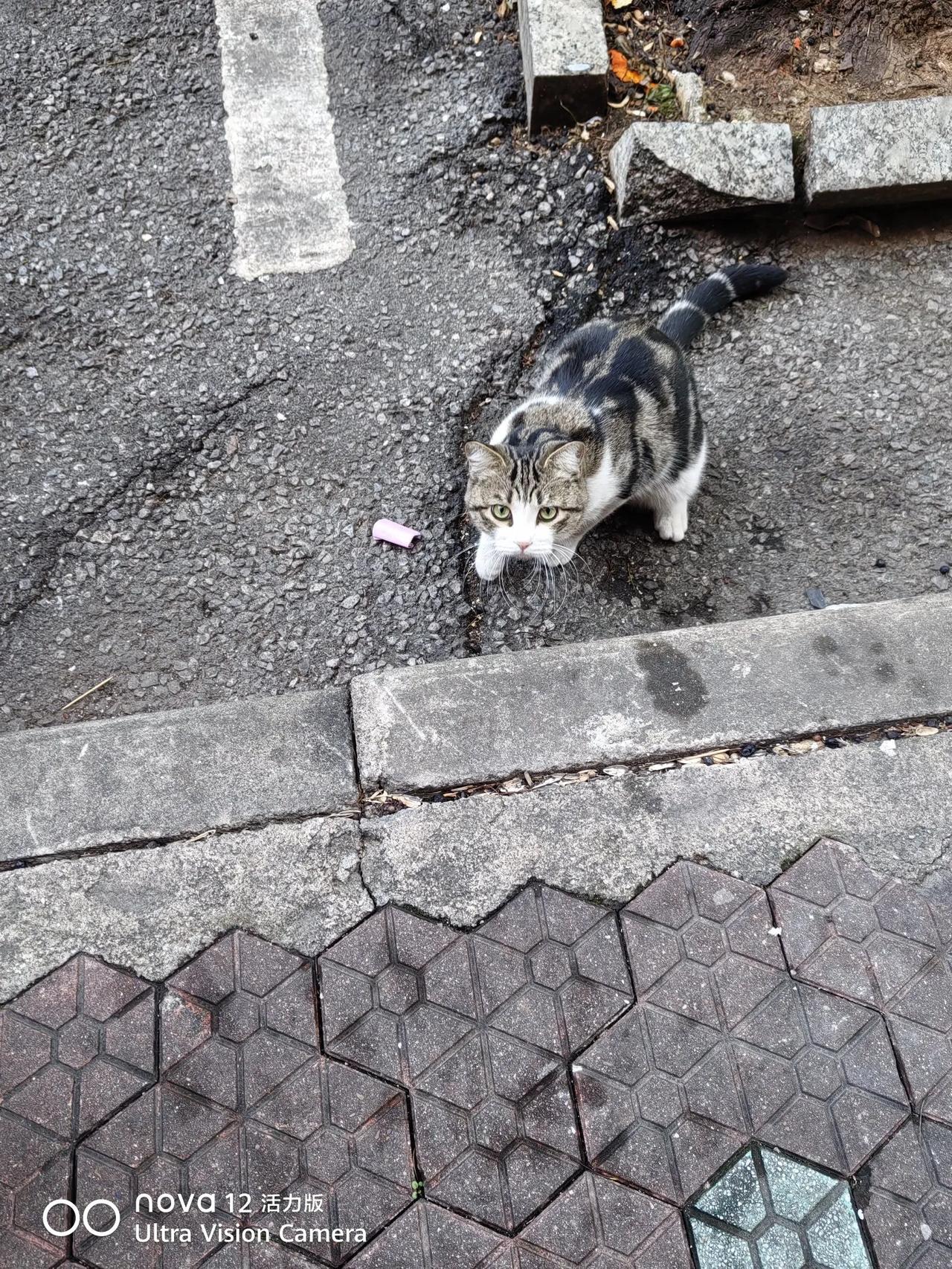 遇到的冬日小动物我遇到一只小猫咪，天气冷，它不跑，让我赶快把它拍下来！