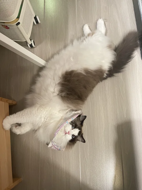 大家会对着自己的猫酷酷一顿输出吗