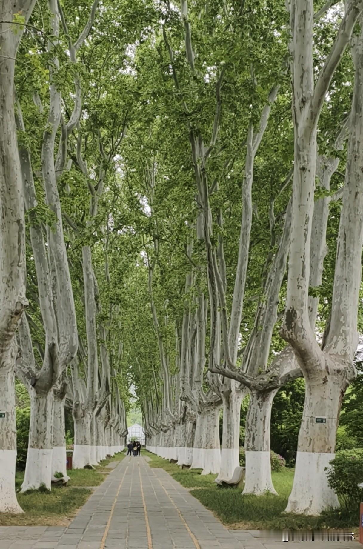 没想到最不起眼的泡桐树，居然被南京造就成了这么美的风景。以前总觉得泡桐树很