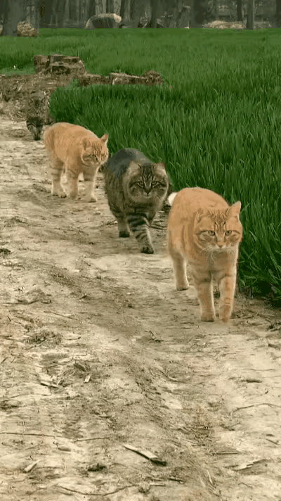 真的会被小猫咪的小心思可爱到笑出声😂乡间小路上，一队猫咪排着整齐的小队伍