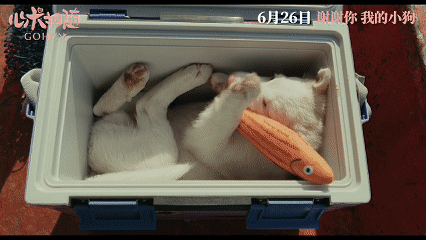 姥姥的外孙团队新作心犬相随定档六月终于有一部想冲的电影了。小狗加金牌制作团队，