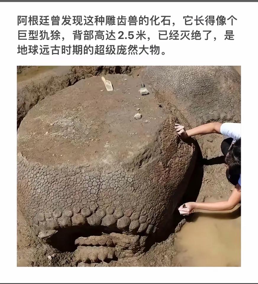 巨型猛犸象化石惊现阿根廷，见证远古巨兽的辉煌！