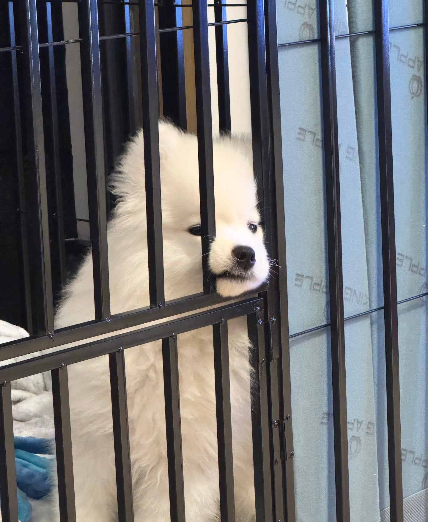 麻麻，你又要去打猎了吗