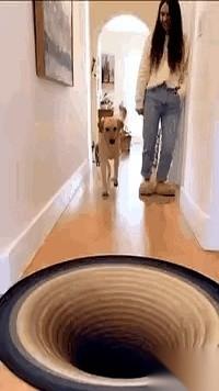 就刚才，我家狗子，在我房门口来了个急刹车。两条前腿死死扒着地，跟前面是万丈悬崖