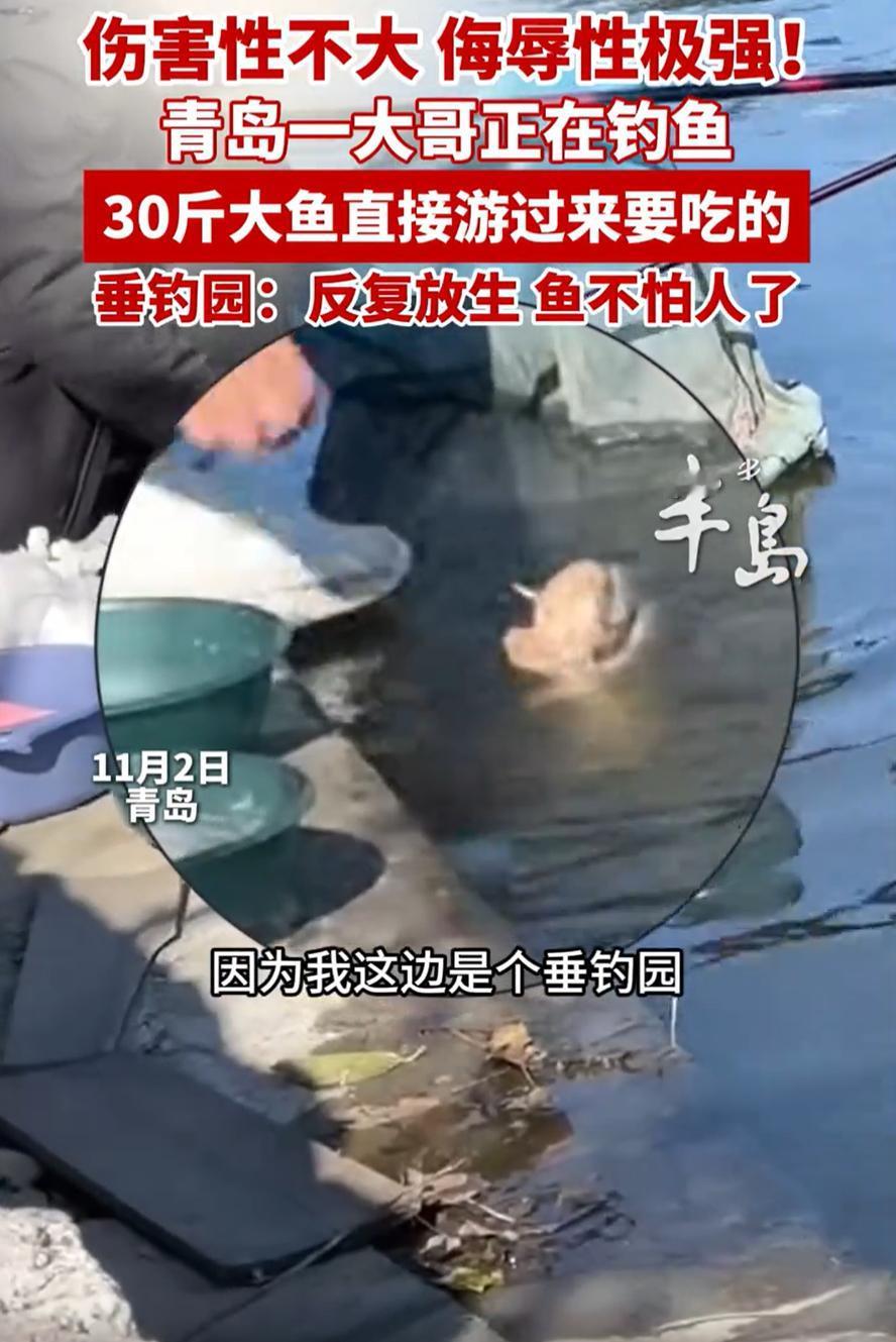 “有恃无恐了！”山东青岛，一男子到垂钓园钓鱼，可鱼还没钓上来，一条30斤的大鱼却