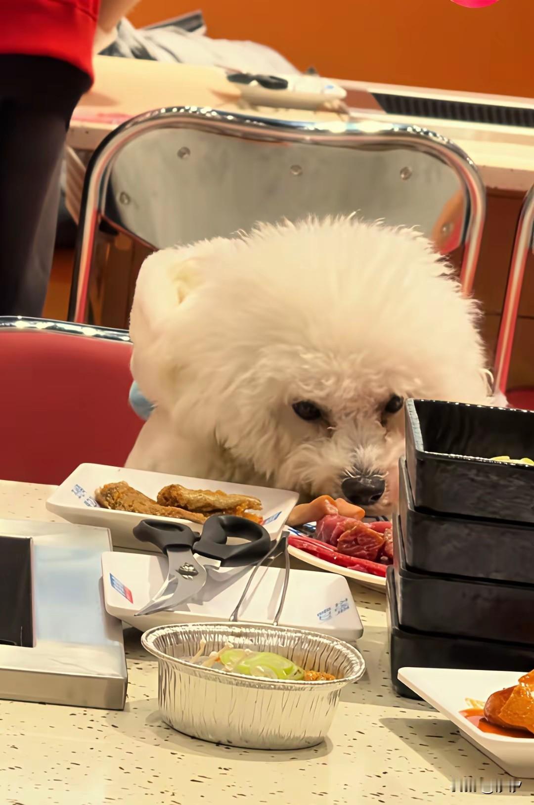 合肥某商场烤肉店，再次惊现宠物狗上桌吃饭，商场按理说不应该让宠物狗进入，这