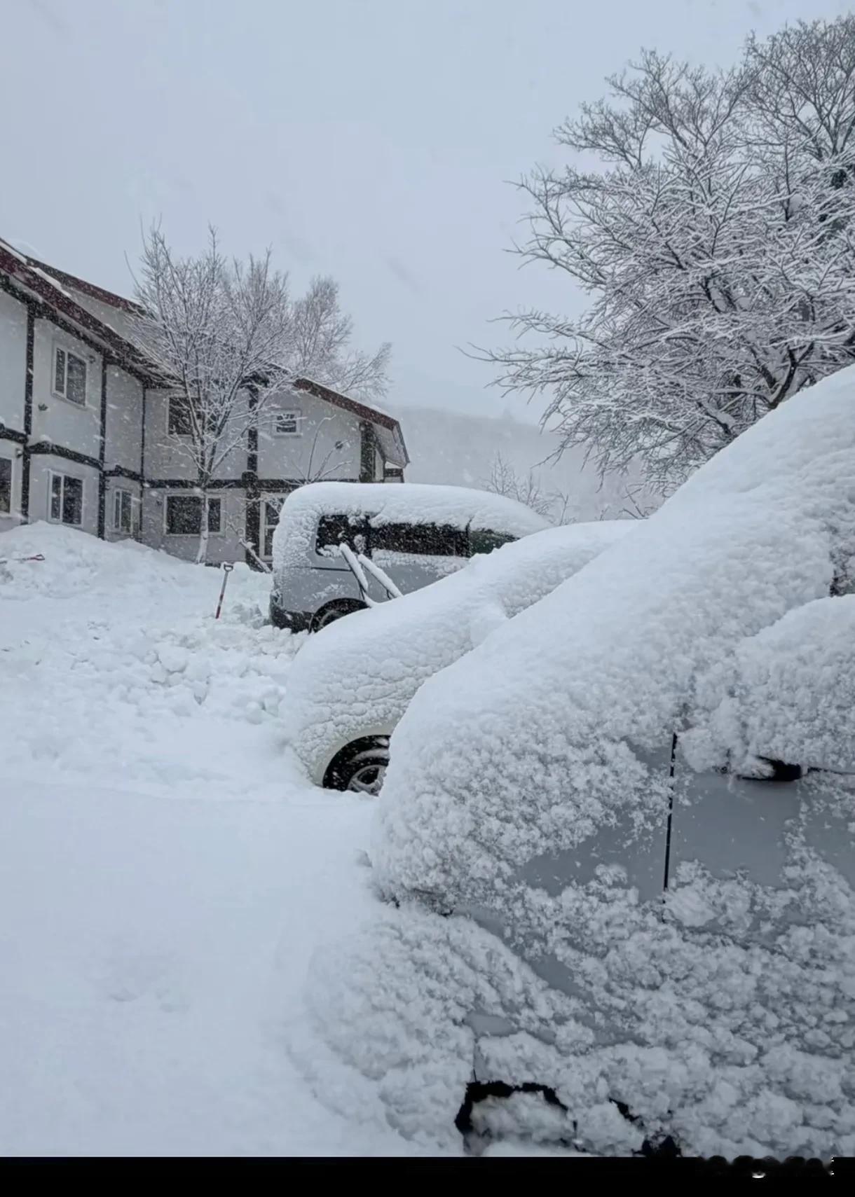 有钱人多数看不上人造雪！刘嘉玲晒出与梁朝伟一起去北海道滑雪的视频，视频中，看到