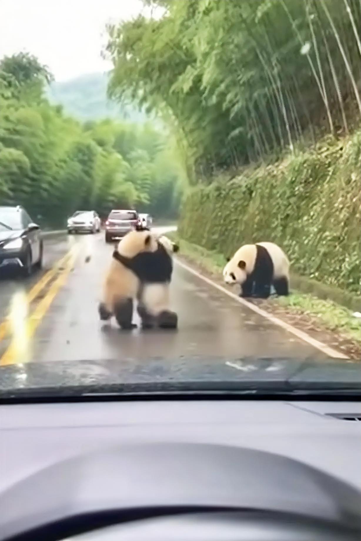 四川人“一家一只大熊猫”的愿望目标很有可能实现。大家想偶遇大熊，一定要去那些竹林