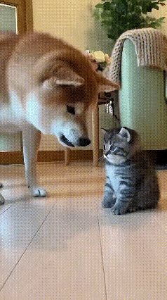 笑不活了！这小奶猫绝对是戏精本精刷到个超逗的视频，全程反转，我嘴角就没合上过