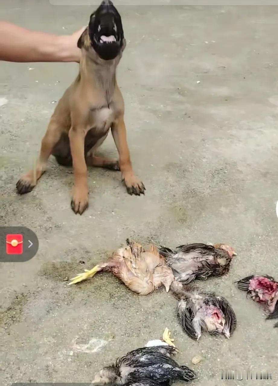 狗狗今天一大早就又咬死了5只鸡，主人十分生气，狠狠地掐住它的脖子教训它，还问它自