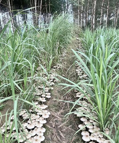 广西贵港，一位村民在甘蔗地除草时，瞥见田垄土沟里泛着一片扎眼的白色，没成想，居然
