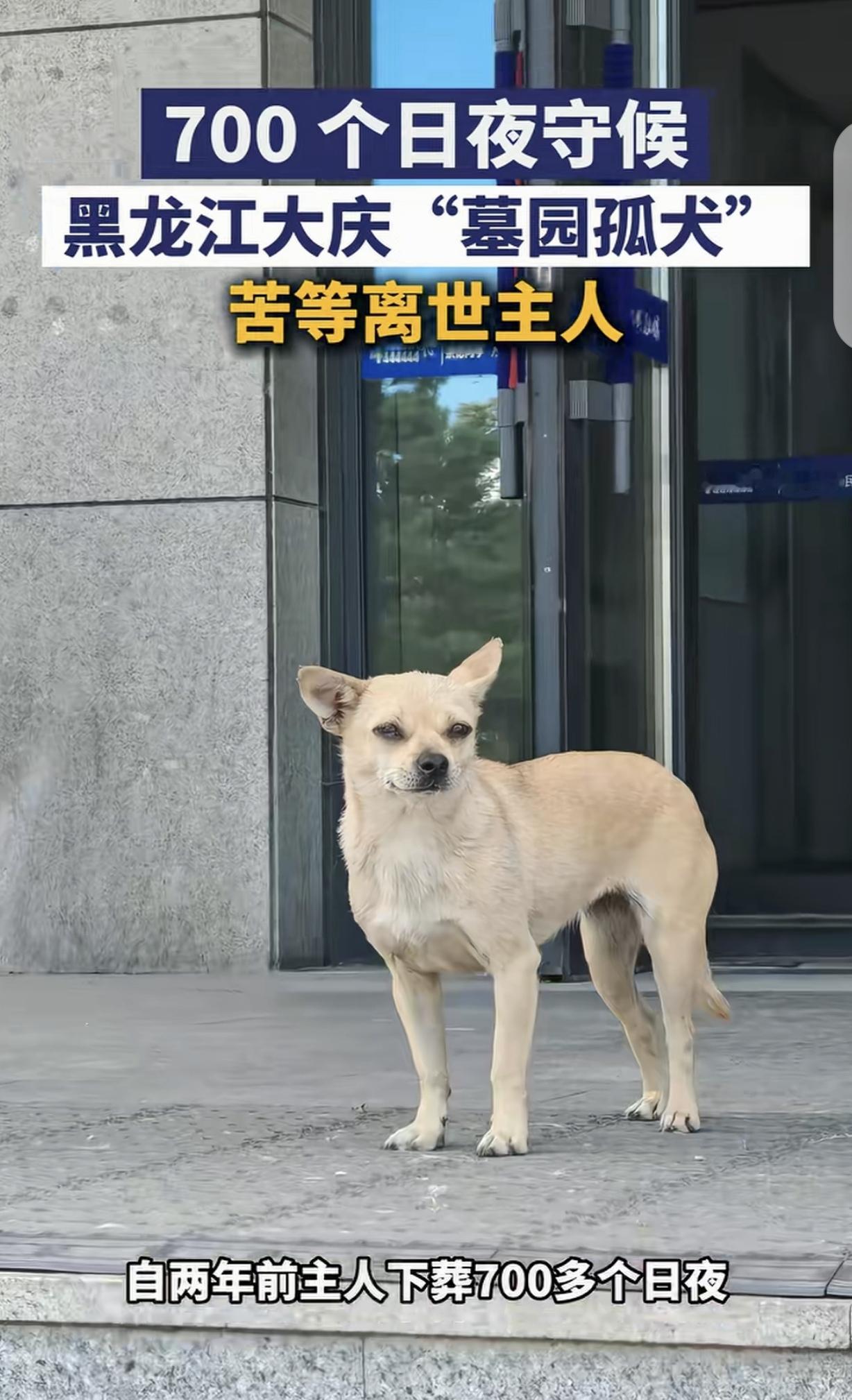 “泪崩了！”黑龙江大庆，一男子去世2年，亲人把他安葬后离开，可他生前养的小狗却不