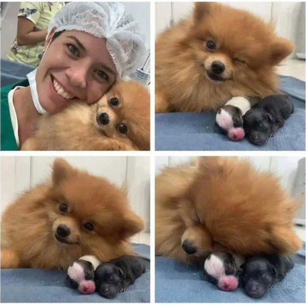 🐶：“我当妈妈了，这是我的双胞胎😉。”
