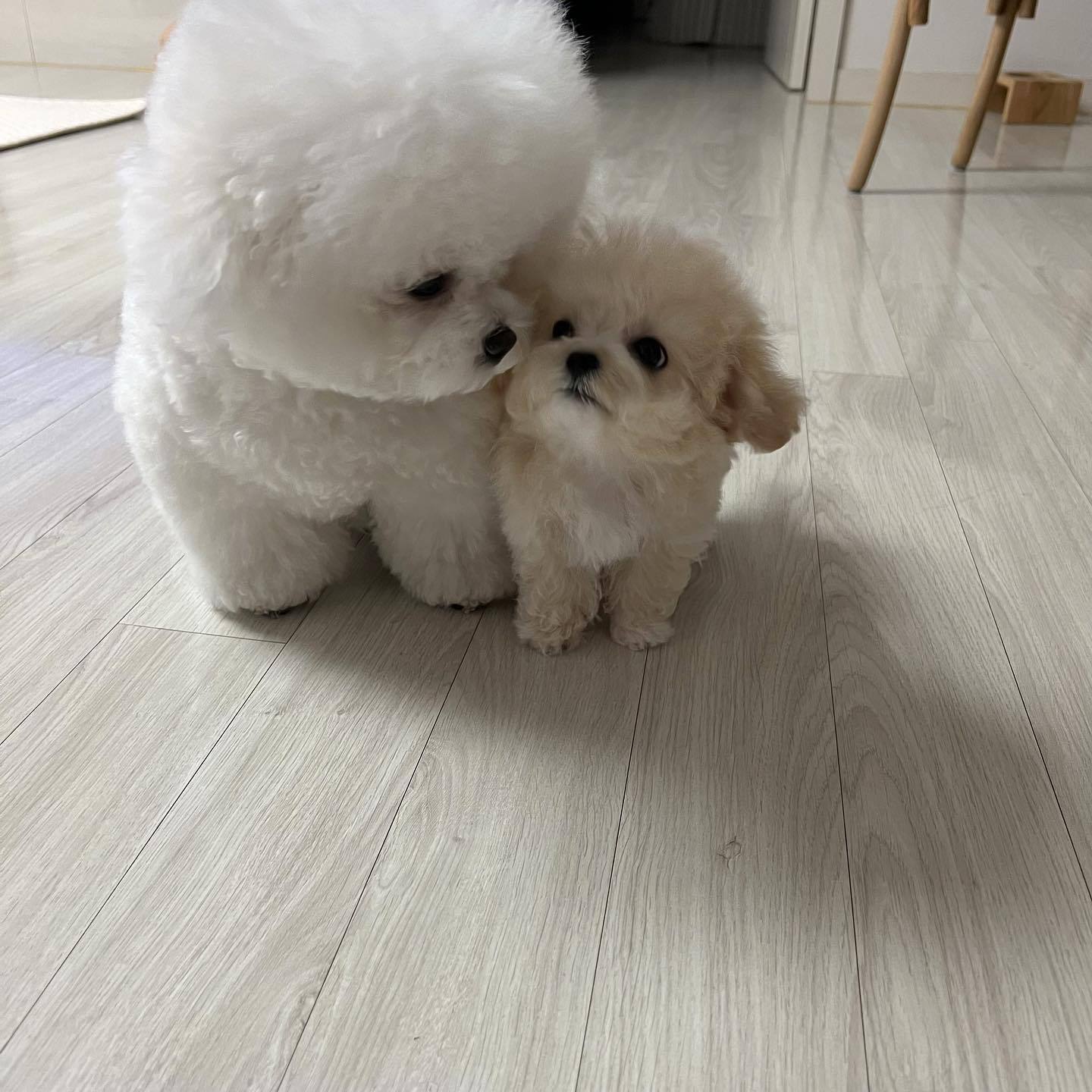 等会妈妈回家后就说小饼干全是我吃的，知道了吗，我毛毛厚，妈妈揍不疼我