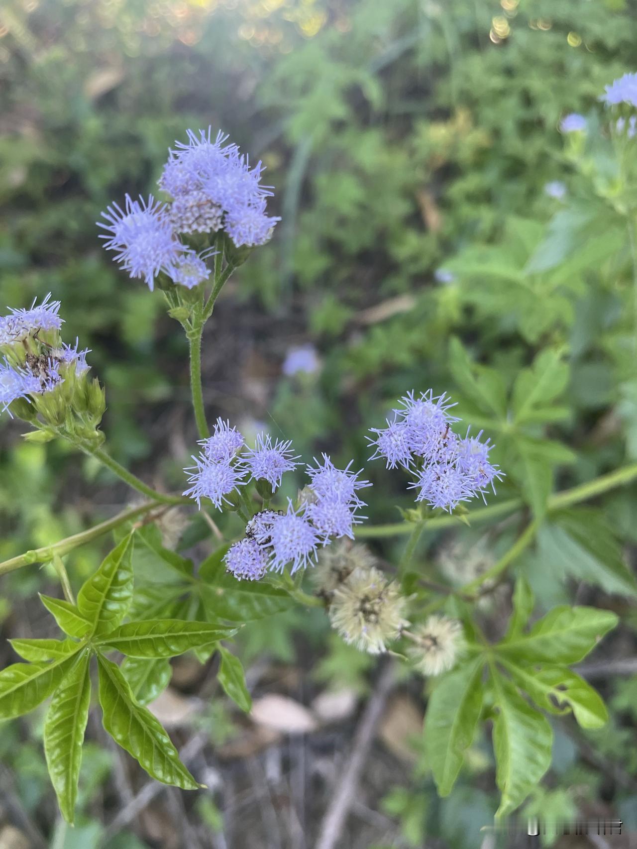 这种女人就是祸水啊！一女子，37岁，和前夫离婚四年，现在回头想和前夫复婚，前夫同