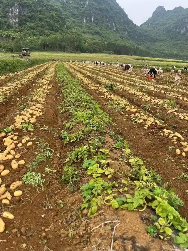 春天种菜总失败? 专家揭秘: 错过这个时间, 再努力也白搭!