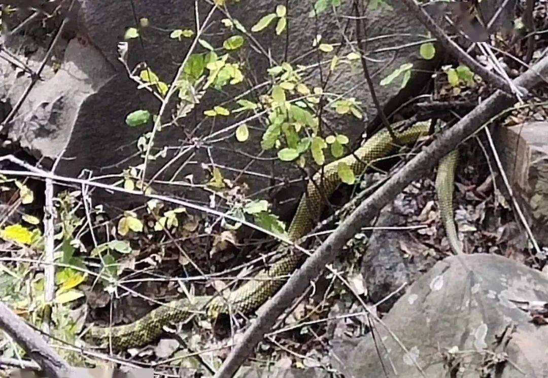 2018年山西平遥横坡村的那个春天，康国华这辈子都忘不了。早上七点多，他扛着