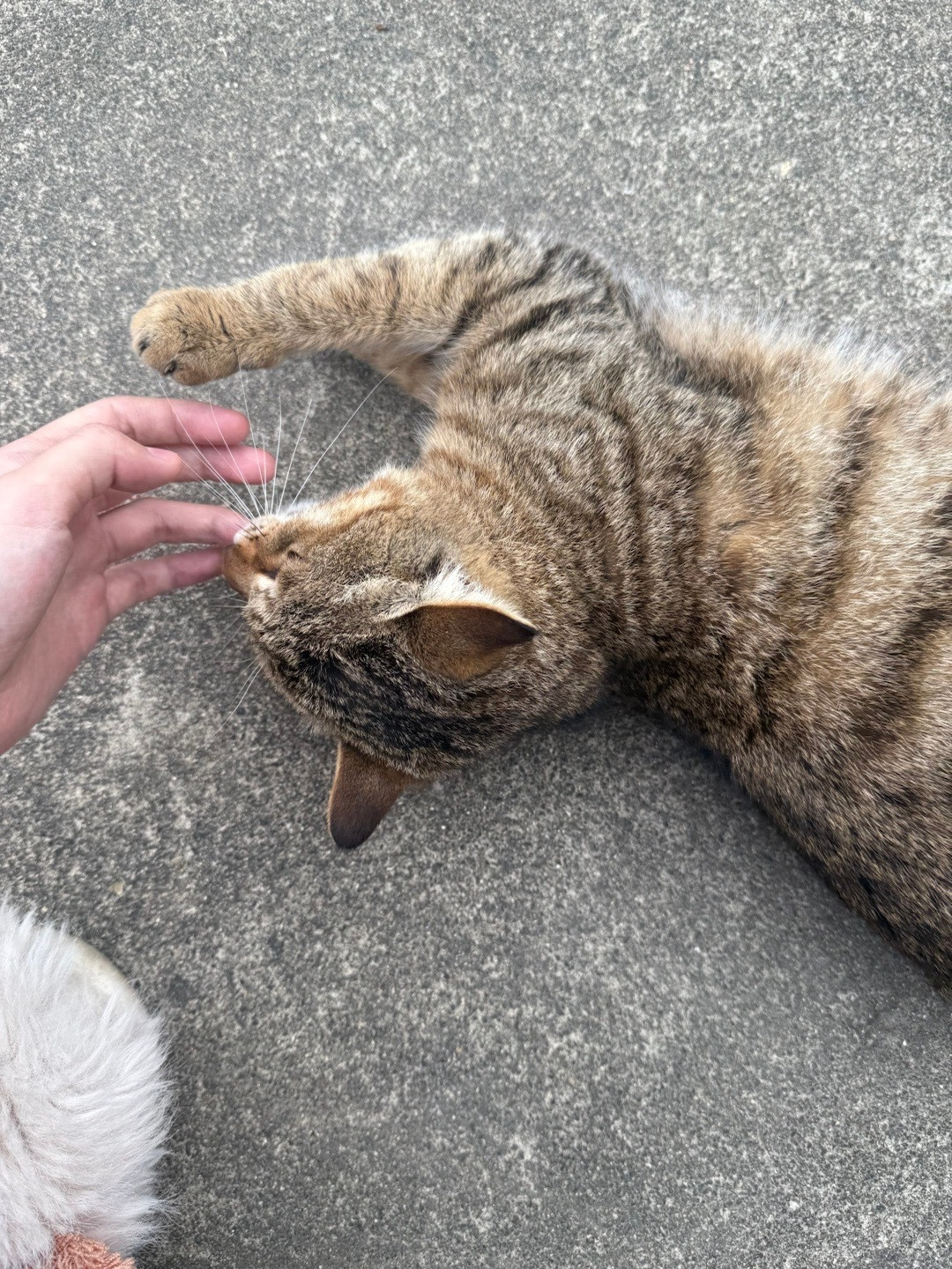 没见过这么黏人的小猫