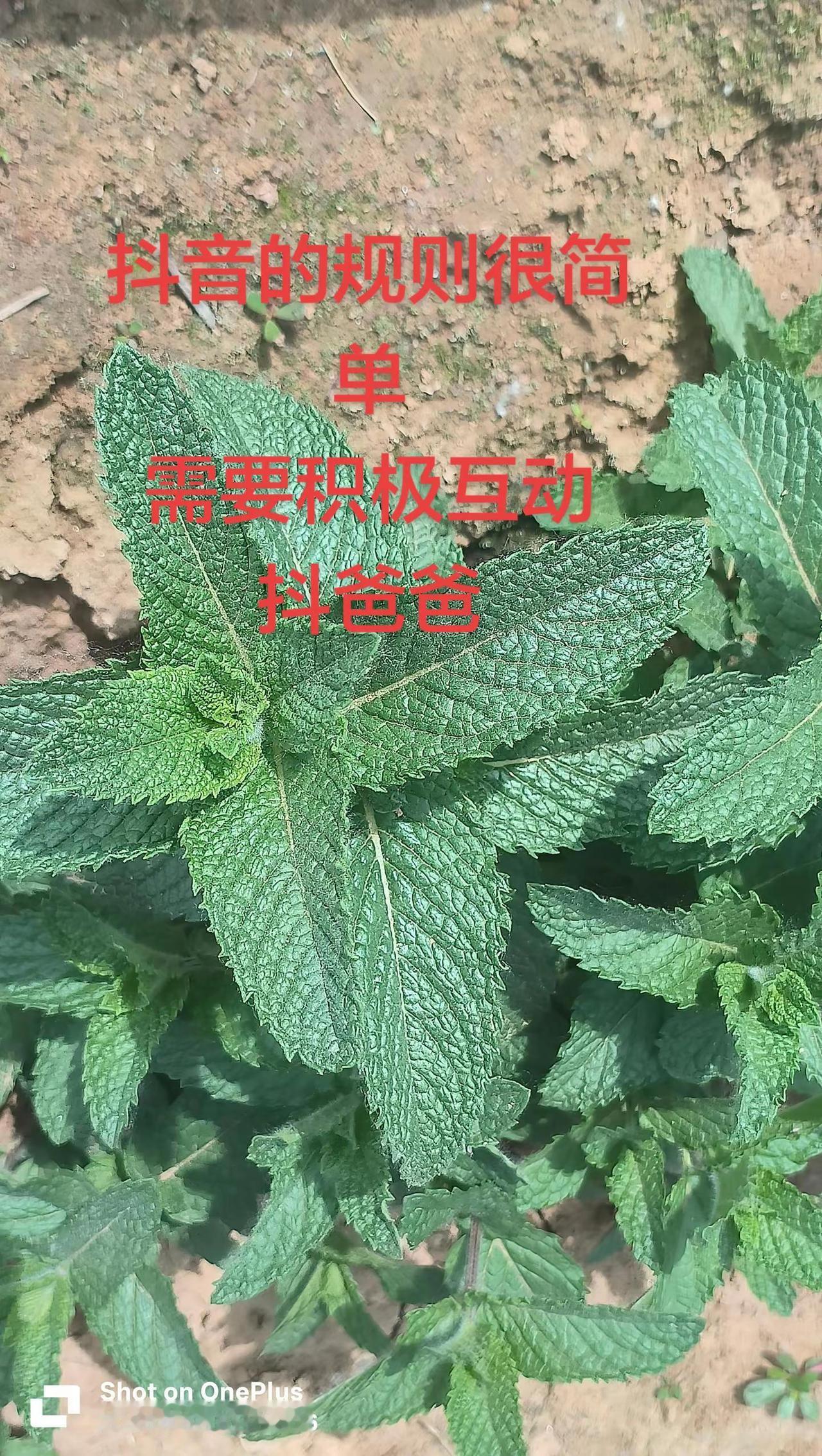 田园风光。两种植物很相似，你能说出来它的名字吗，评论区里聊聊。种植薄荷的好处与坏