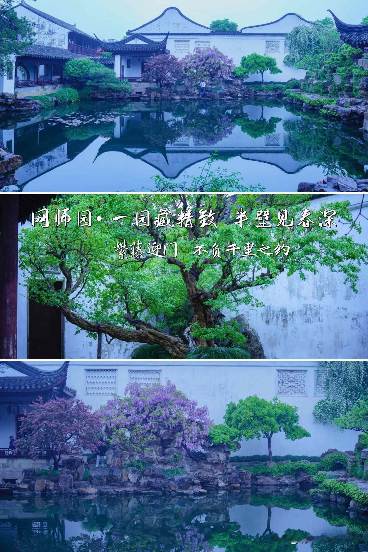 苏州网师园｜一园藏精致半壁见春深💜紫藤迎门不负千里之约