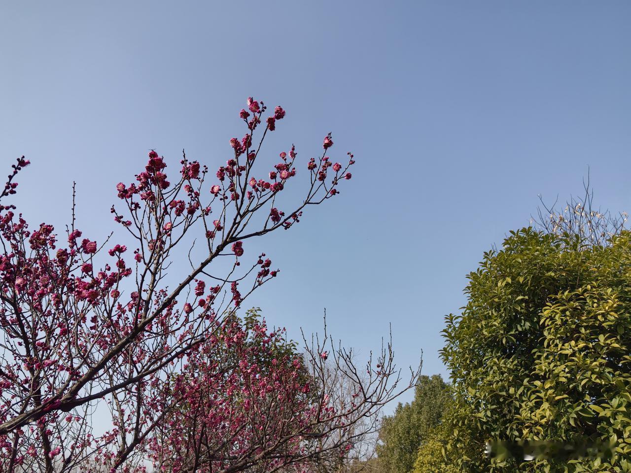 今天，我们这里最高气温居然有19度，趁着风和日丽，去森林公园走走。偌大的公园