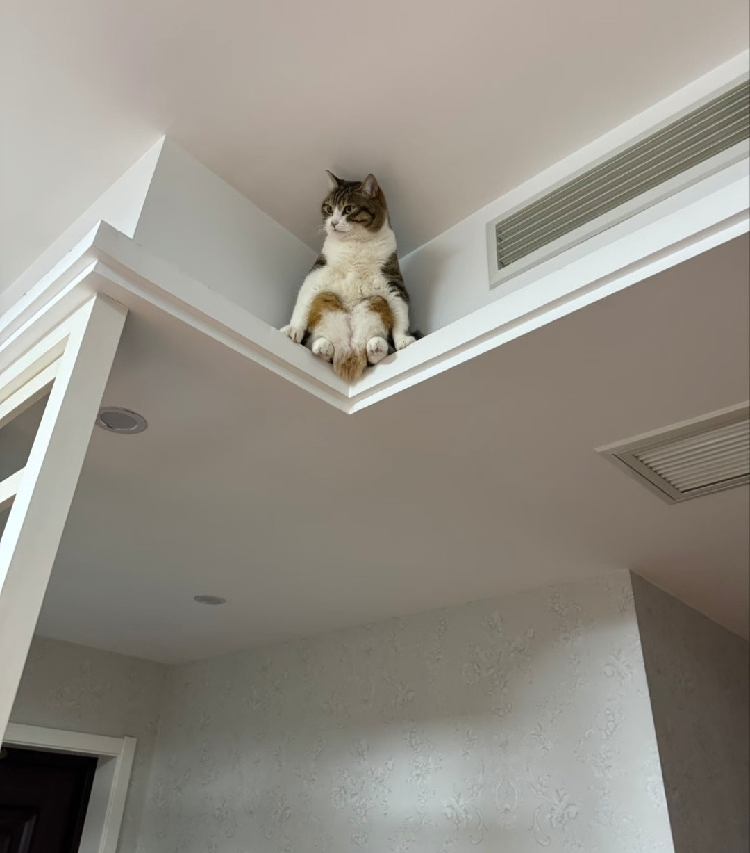 猫猫：看不到我，看不到我