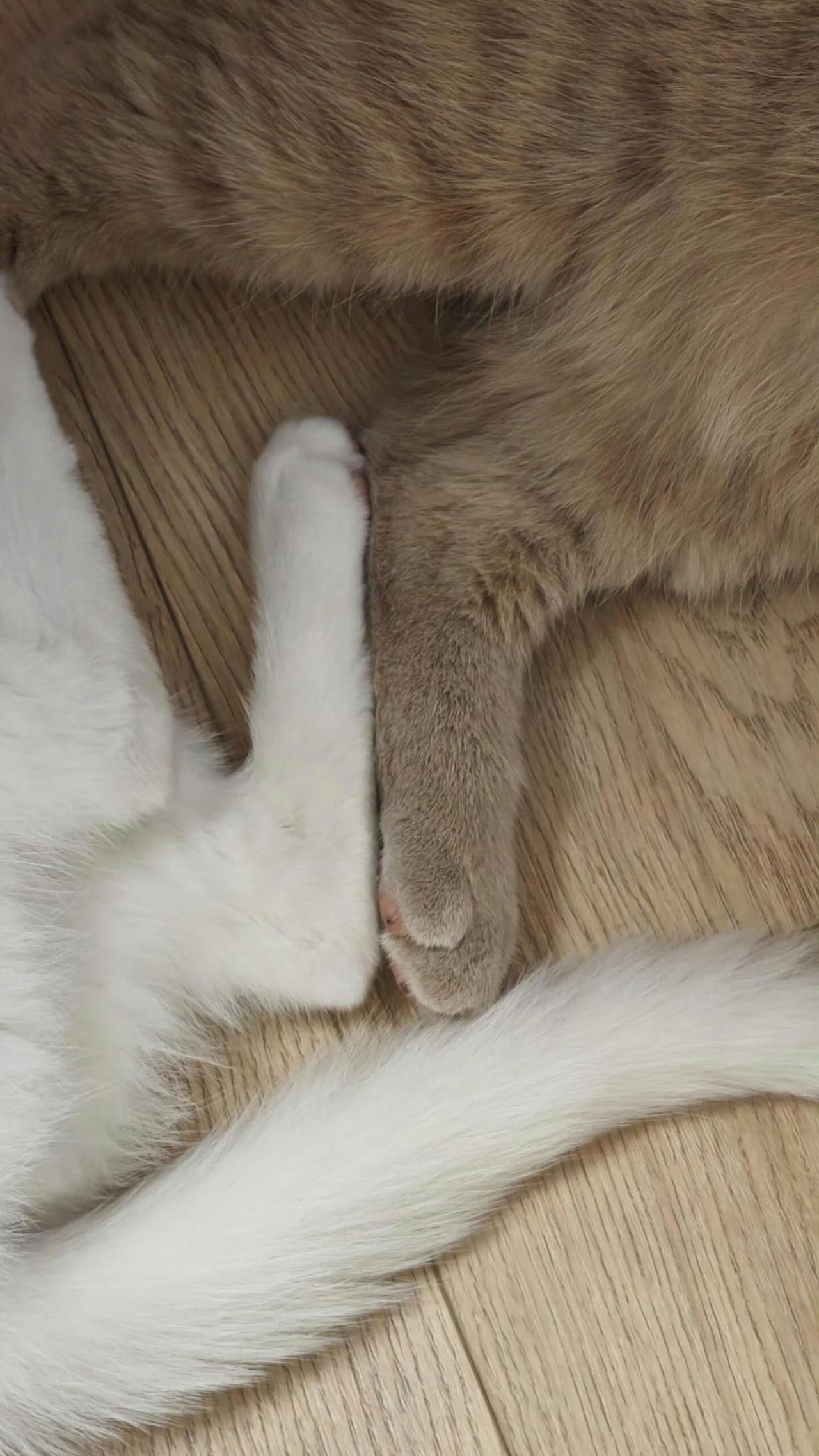 原来，我们总说的猫步是真的，猫确实只用了脚趾在走路，真正的猫脚要从脚趾一直延伸到