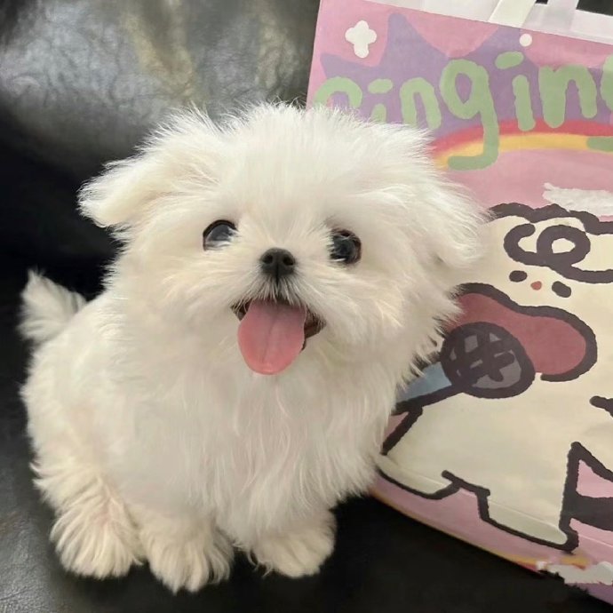 好可爱的小狗狗​​​