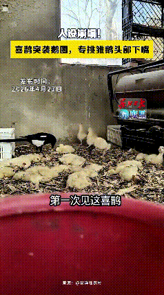 乖乖嘞！真是颠覆认知，都说喜鹊报喜见者有福，谁知道这喜鹊人设直接崩塌。偷偷溜进