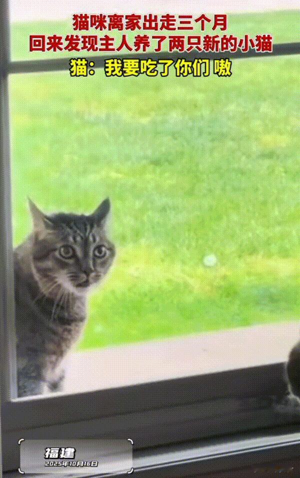 笑不活了！福建，猫咪离家出走三个月，当它回来后发现主人已经又养了两只新的小猫，瞬