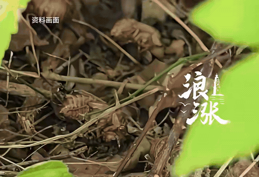 “太有赚钱头脑了！”江西，一位男子嫌打工来钱慢，于是他辞掉工作，全职捡知了壳，没