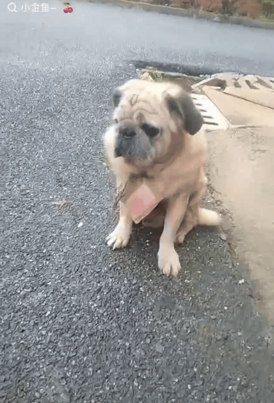 近日，湖南，一个小区里来了一只狗，看着年龄不小了，有一种老态龙钟的样子。最神奇的