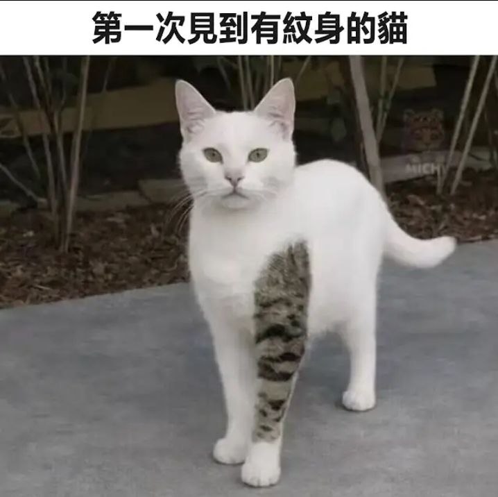 失去考公资格的猫猫