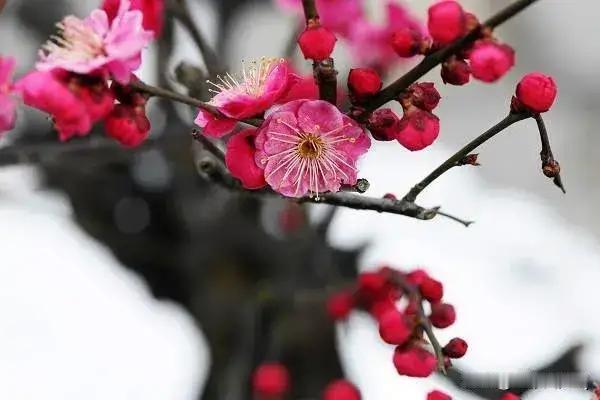 2027女篮亚洲杯中国女篮完整赛程基础赛事信息举办地：菲律宾宿务