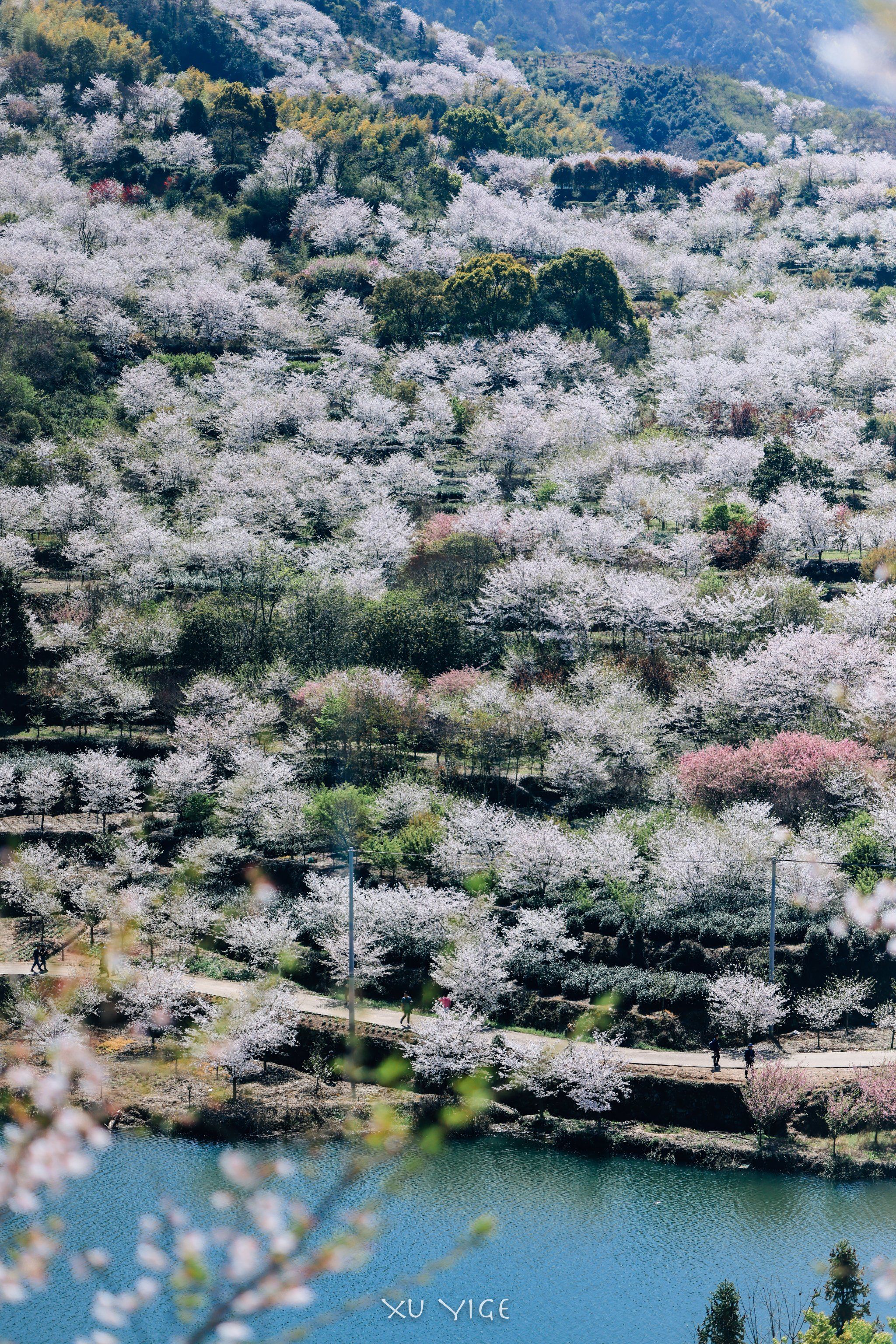 浙江绍兴嵊州，野生樱花谷打卡攻略！