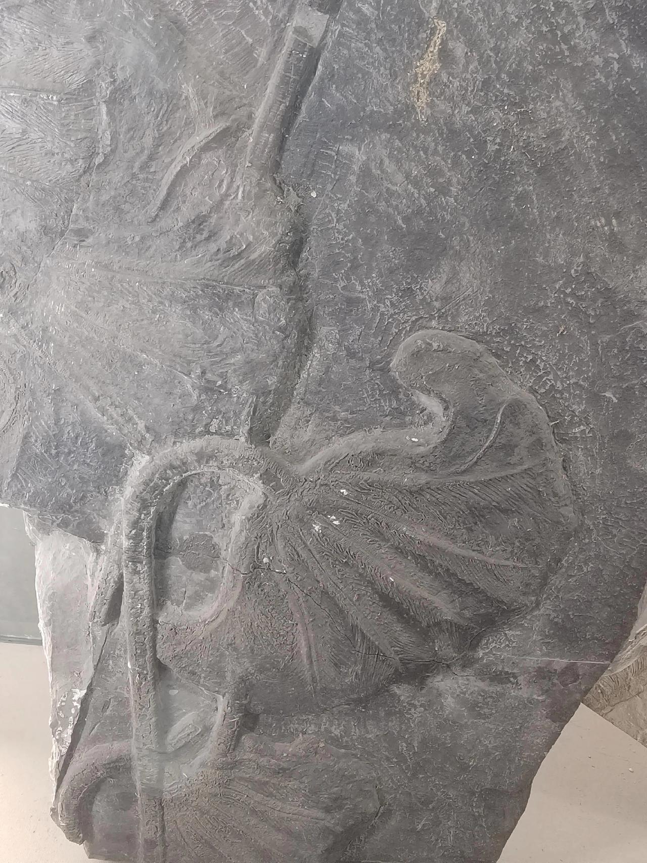 神奇的植物化石是什么植物的?在博物馆里拍到了多种植物化石，其中一块荷叶子的化石