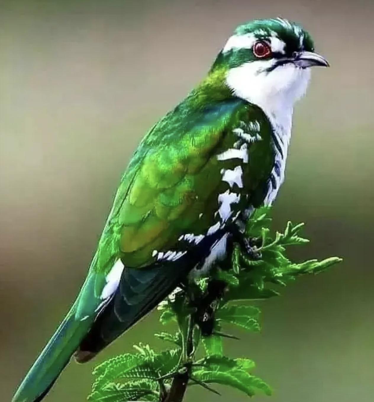 家人们，姐姐们早晨好，今早六点，刷到文章，网友发的一个大瓜直接给我炸醒了！某网红