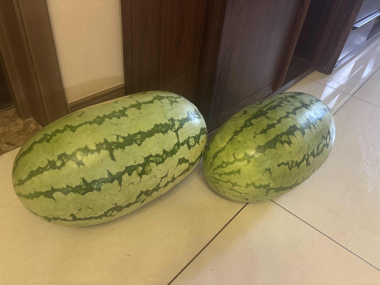 乌鲁木齐市的西瓜终于降价了！今天买了两个近二十公斤的西瓜，