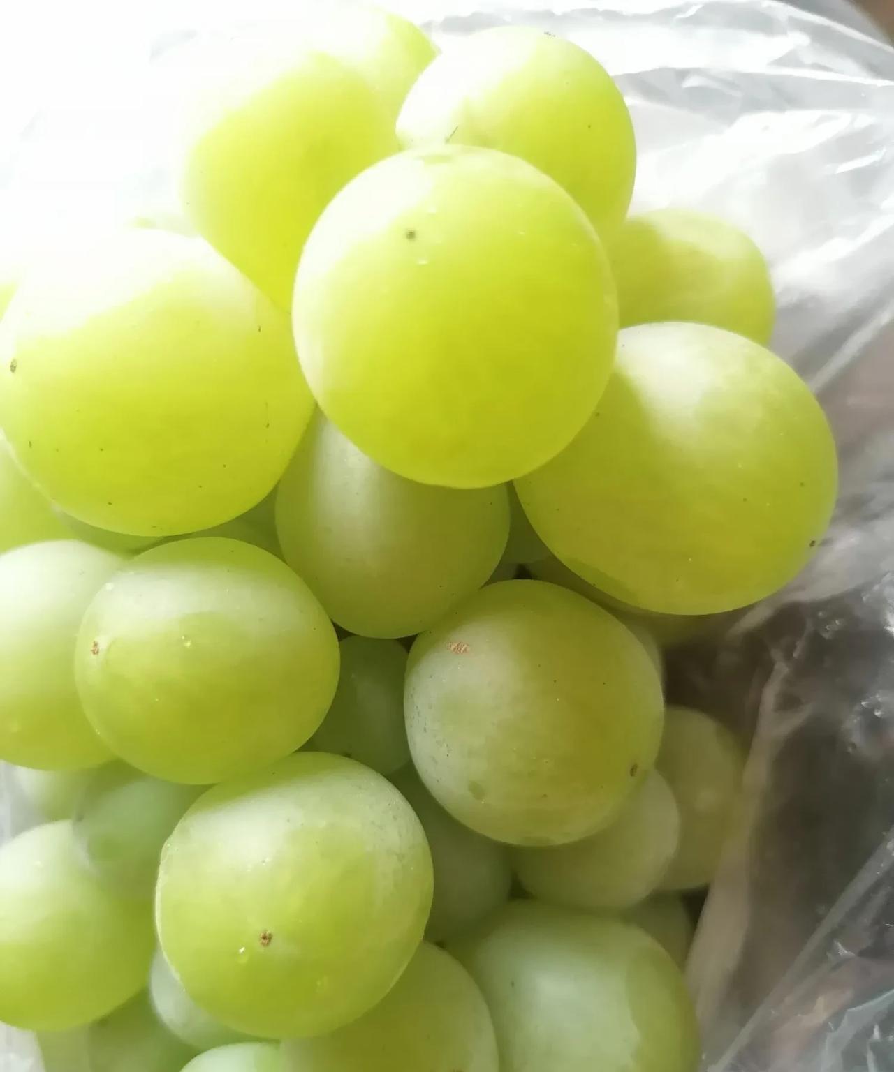 阳光玫瑰昙花一现，只有这“金皇后”葡萄几十年来一直深受当地民众喜爱。“金皇后”不