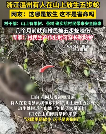 “枪毙他都是轻的！”温州，外来人员在山上“放生”五步蛇，有村民险些被毒死！村干部
