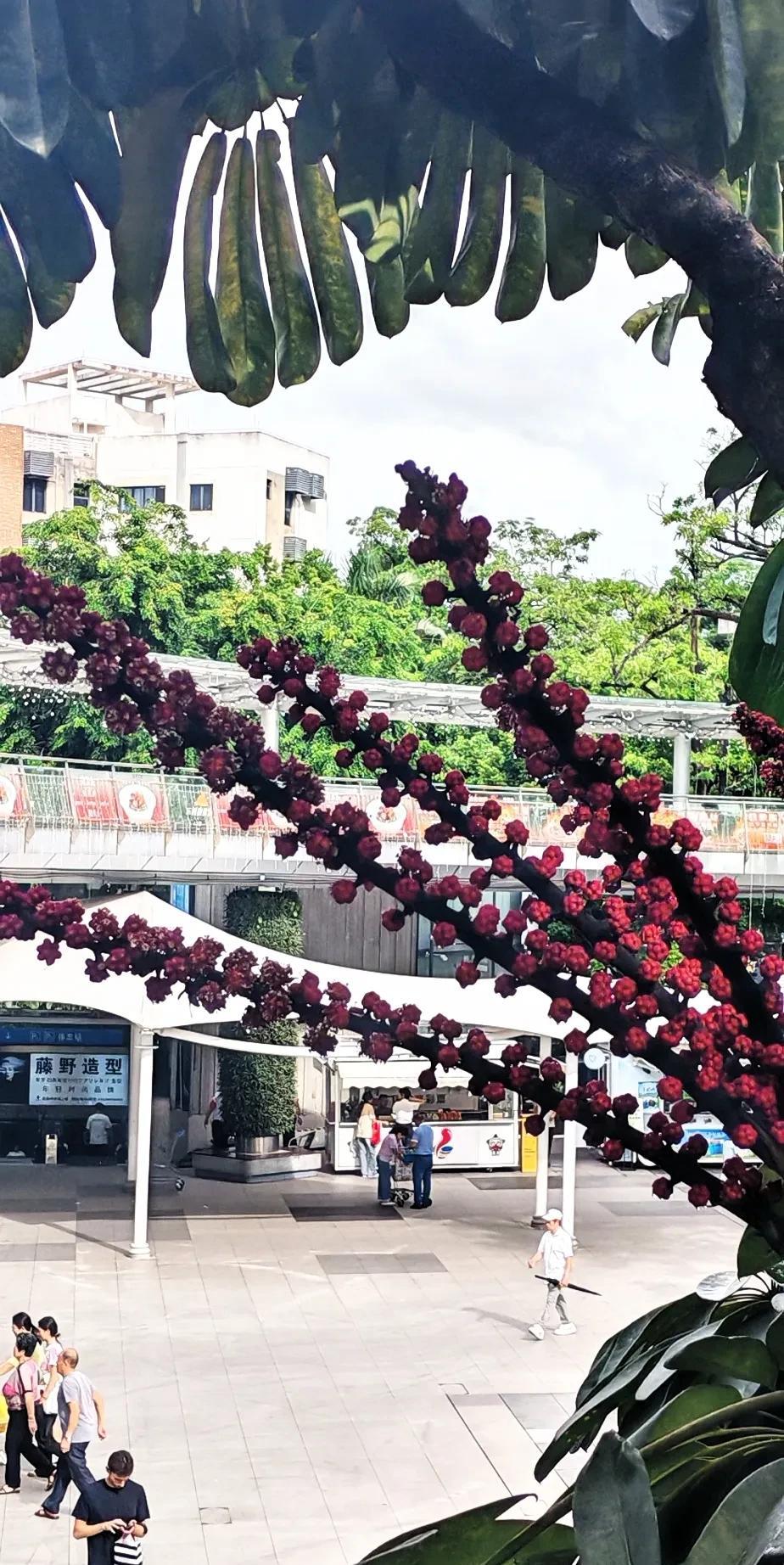 在深圳打工，我就羡慕深圳以外的广东人。为什么呢？因为他们在本省，离家近呗。想