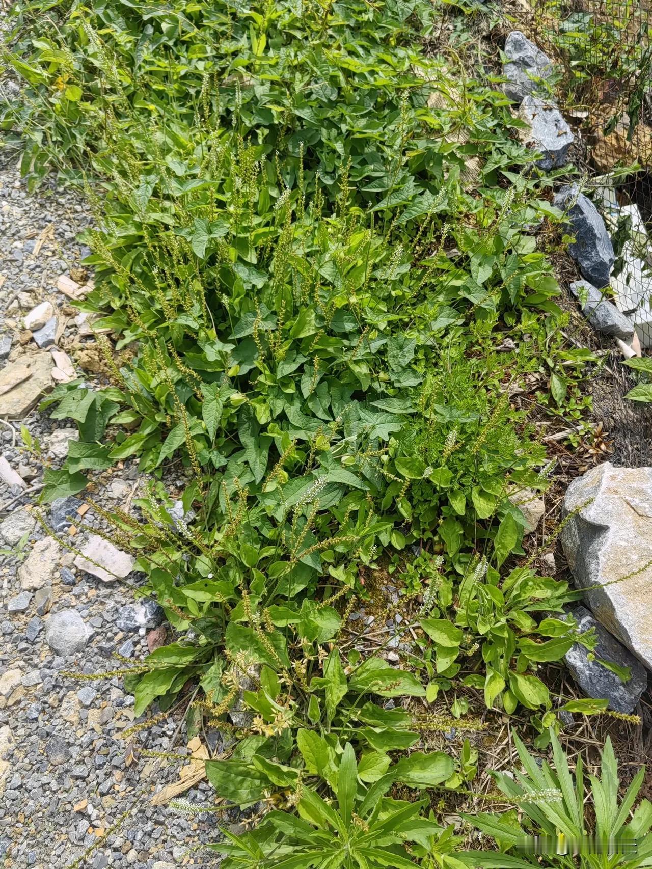 车前草在我们那叫车轱辘菜。这东西在农村到处都是，就像个小宝藏。它的根须超多，拔起