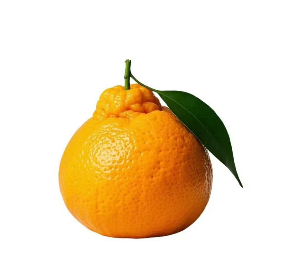 耙耙柑你牛首先作为一个十二月出生的人，似乎天生就很喜欢柑橘类水果的味道🤩；