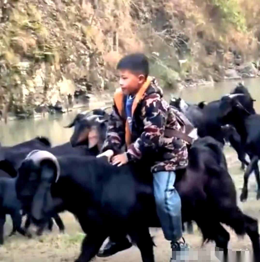 贵州毕节一个9岁男孩，寒假里替家里放80多只羊。走到一条河边，整个羊群“咩咩”