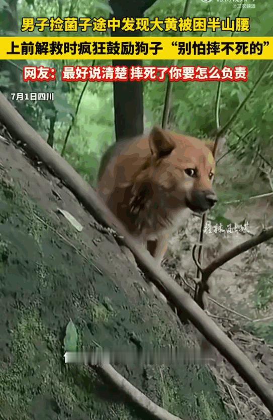 四川，一名男子在进山采摘菌子时，竟然在同一个陡峭的山腰上连续三次发现了一只被困的