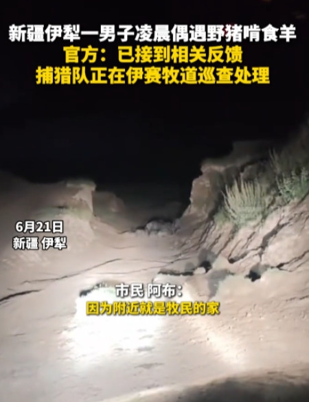 “活久见！”6月21日，新疆伊犁，一位村民在路上行驶时，意外发现了很多头野猪在啃
