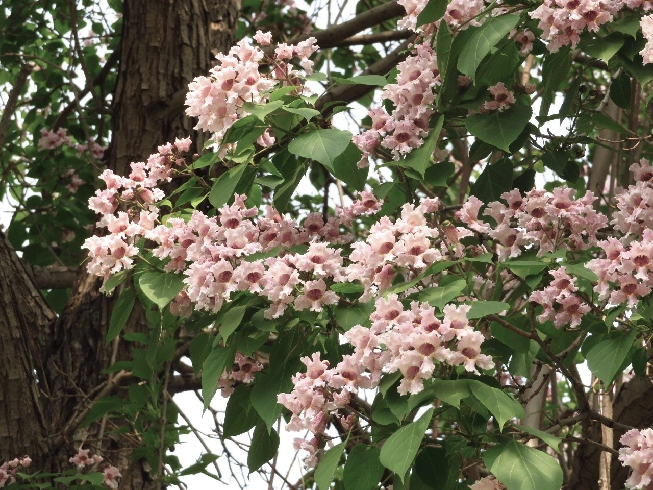 【石家庄东环公园楸树迎来盛花期】近日，石家庄东环公园230余株楸树迎来了盛花期，